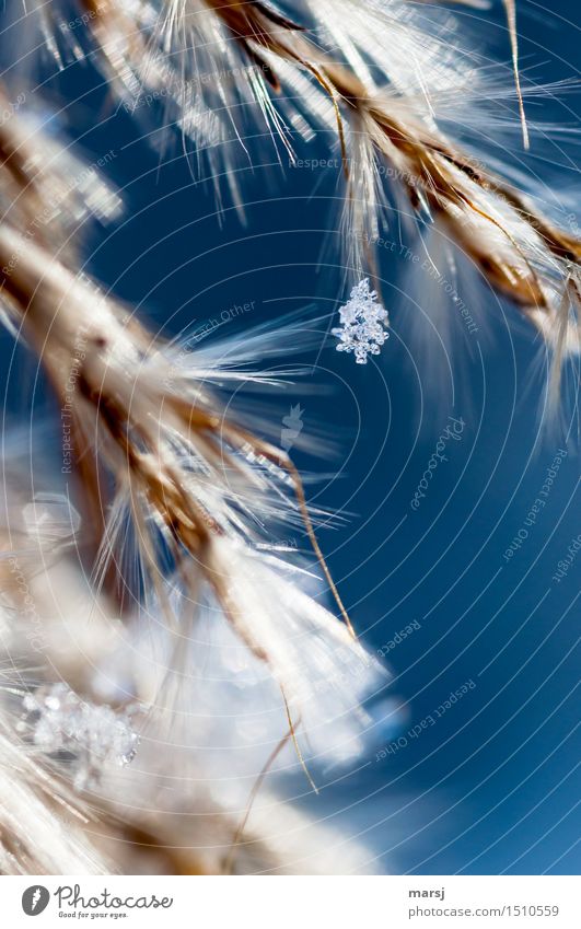 Noble winter jewellery Nature Winter Beautiful weather Ice Frost Foliage plant reed grass Small Blue Ice crystal Hang Gaudy Decent Colour photo Multicoloured