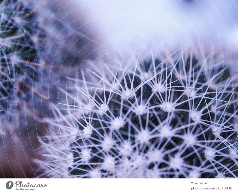 My little green cactus Nature Plant Cactus Esthetic Natural Beautiful Point Thorny Green White Colour photo Multicoloured Close-up Macro (Extreme close-up)