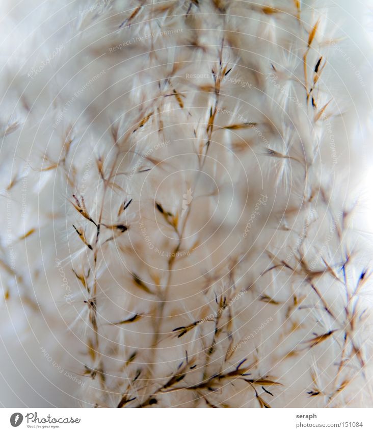 Flowering Grass Blossom Blossoming Ear of corn Soft Plant Seed Botany Macro (Extreme close-up) Close-up grass stalk Marsh canescens flowering plant seed