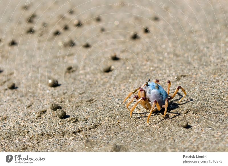 Strandkrebs Vacation & Travel Adventure Summer Beach Ocean Environment Nature Landscape Animal Elements Sand Climate Park Coast Places Wild animal 1 Funny Soft