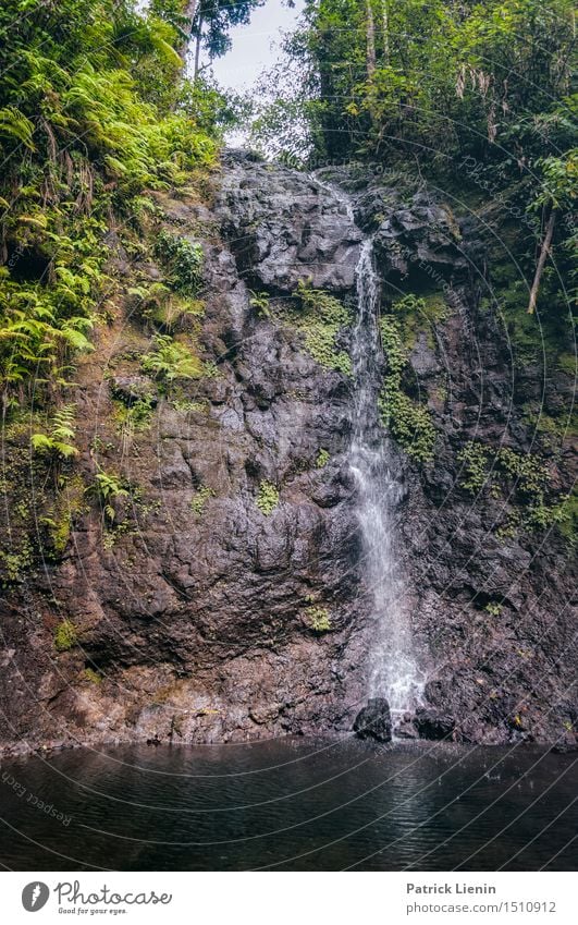 Wet Tropics Beautiful Life Harmonious Well-being Contentment Relaxation Calm Vacation & Travel Adventure Freedom Summer Mountain Environment Nature Landscape