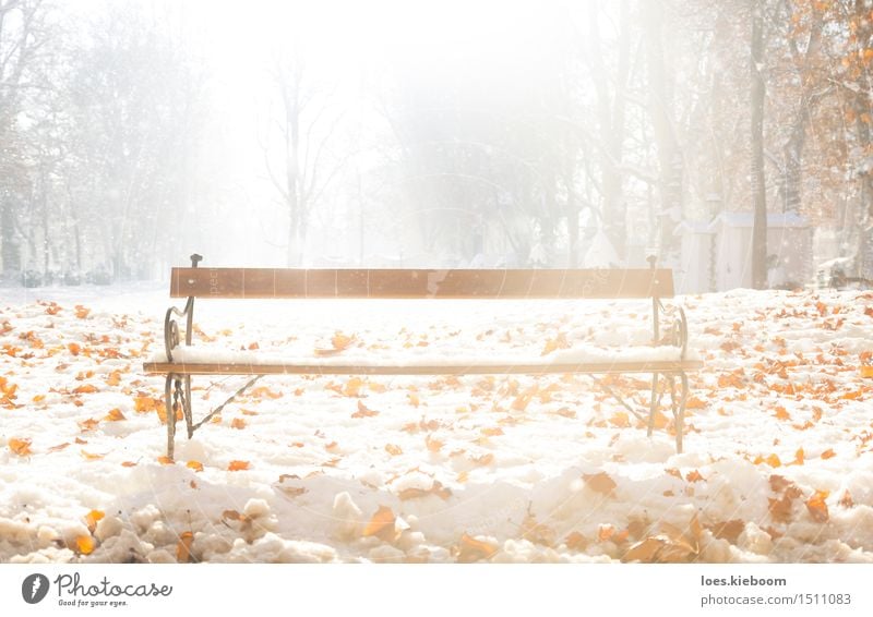 sit down and enjoy winter Relaxation Calm Tourism City trip Winter Snow Winter vacation New Year's Eve Nature Sun Beautiful weather Ice Frost Snowfall Tree Leaf