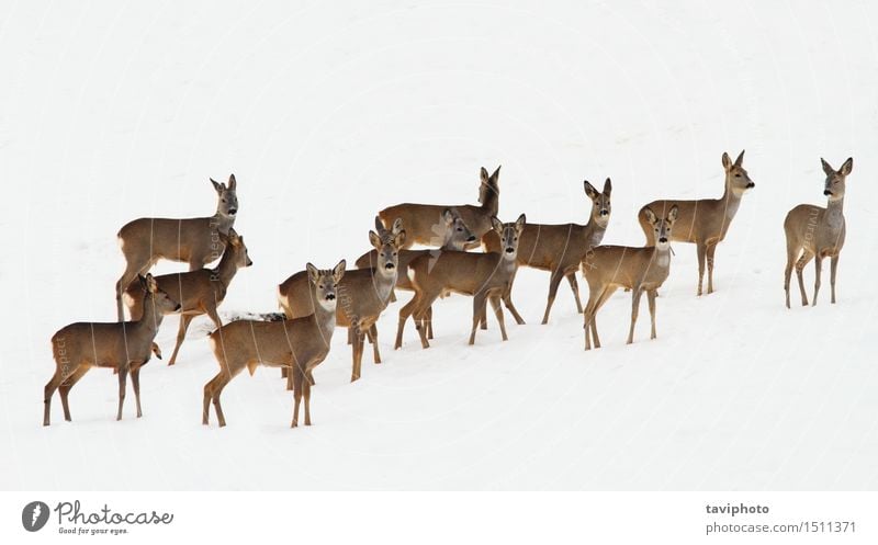 roe deer herd over white snow Beautiful Hunting Winter Snow Group Nature Animal Fur coat Herd Observe Wild Brown White Roe deer capreolus wildlife Deer many