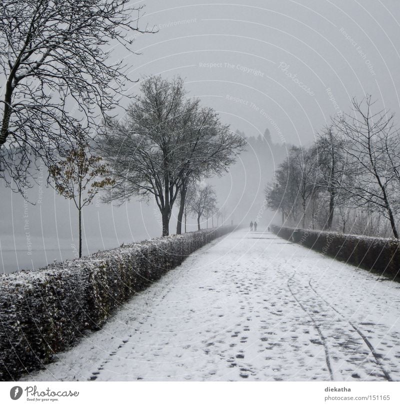 Black and white winter romance Winter Snow Gray Fog White Couple Romance Calm Tracks Lanes & trails Right ahead Tree Cold Grief Distress Park In pairs