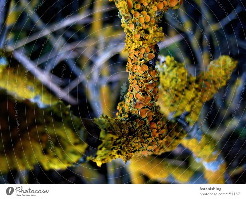 the Plant on a plant Nature Autumn Wood Yellow Gray Branch Lichen Twig Branchage Orange Close-up Macro (Extreme close-up) Contrast Twigs and branches Overgrown