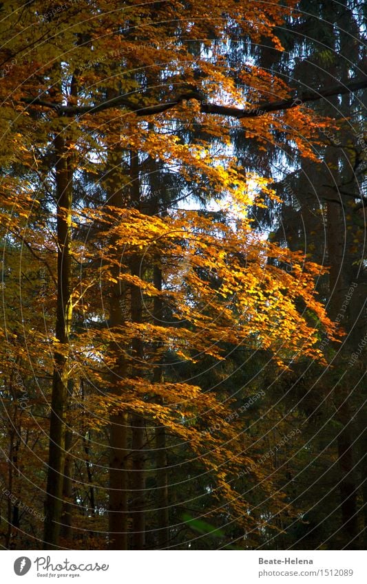 autumn lights Hiking Nature Plant Sun Sunlight Autumn Tree Forest Glittering Illuminate Esthetic Beautiful Yellow Gold Green Moody Power Warm-heartedness