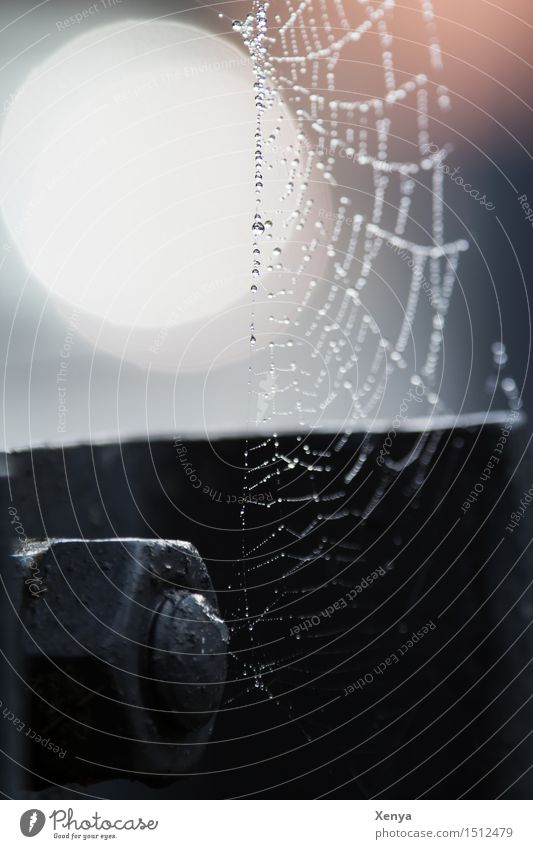 Spider's web with rope Deserted Metal Orange Black White Screw Drops of water Going Loneliness Sadness Subdued colour Exterior shot Copy Space left