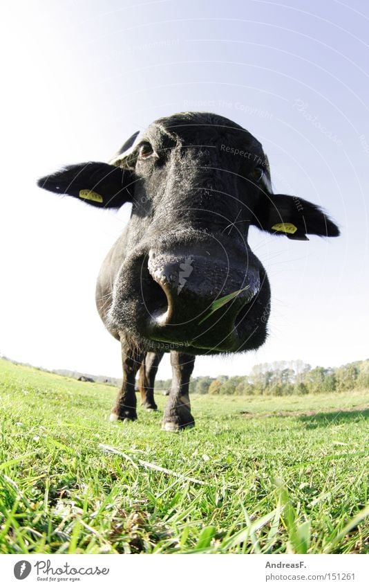 El Torro Buffalo Water buffalo Cattle Cow Bullock Aurochs Bullfight Fisheye Nose Head Agriculture Livestock breeding Cattle breeding Pasture Willow-tree Grass