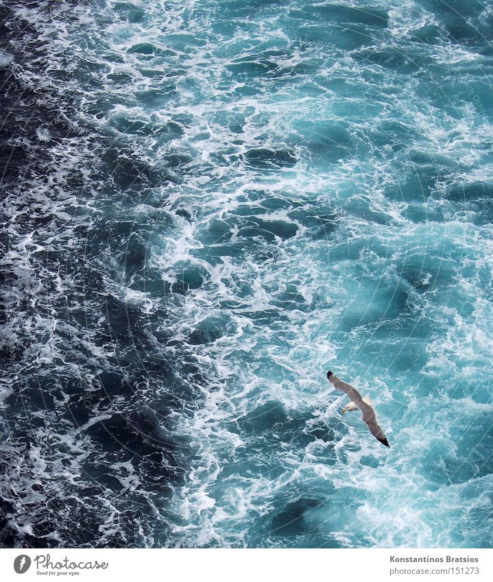 Mediterranean foam II Colour photo Exterior shot Structures and shapes Deserted Vacation & Travel Summer Ocean Water Navigation Ferry Watercraft Animal Bird