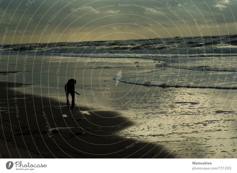 beach life Beach Dog Sunset Ocean Clouds To go for a walk Waves Surf Mammal four-legged friends