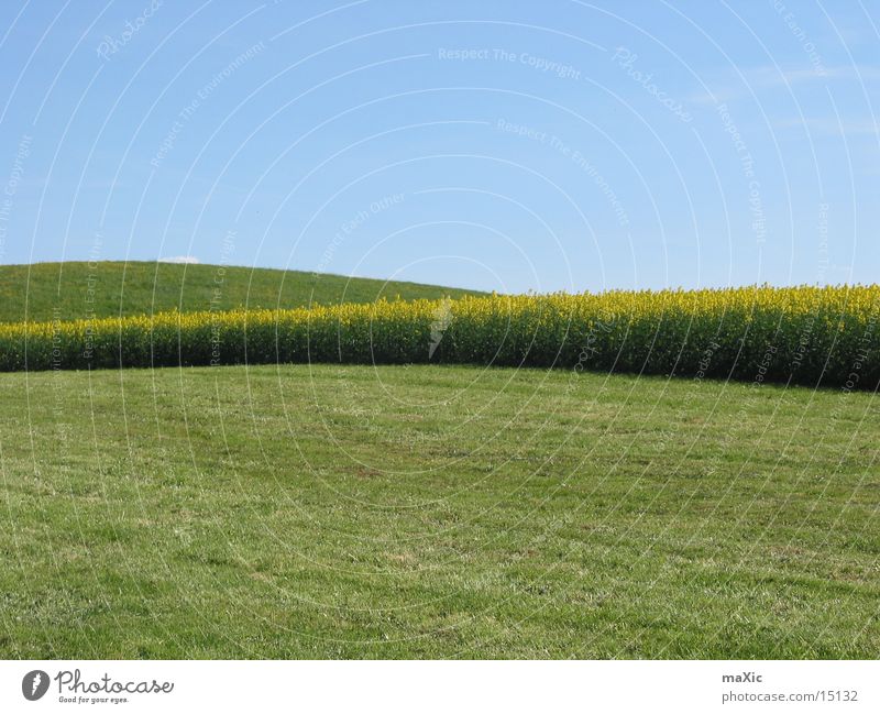 wide field Hill Meadow Flower Field Green Sun Horizon Landscape Sky Lawn Blue Mountain