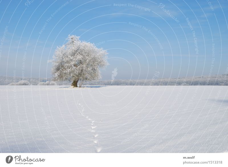 English oak Nature Landscape Plant Cloudless sky Winter Weather Beautiful weather Ice Frost Snow Tree Field Forest Virgin forest Old Esthetic Exceptional Blue