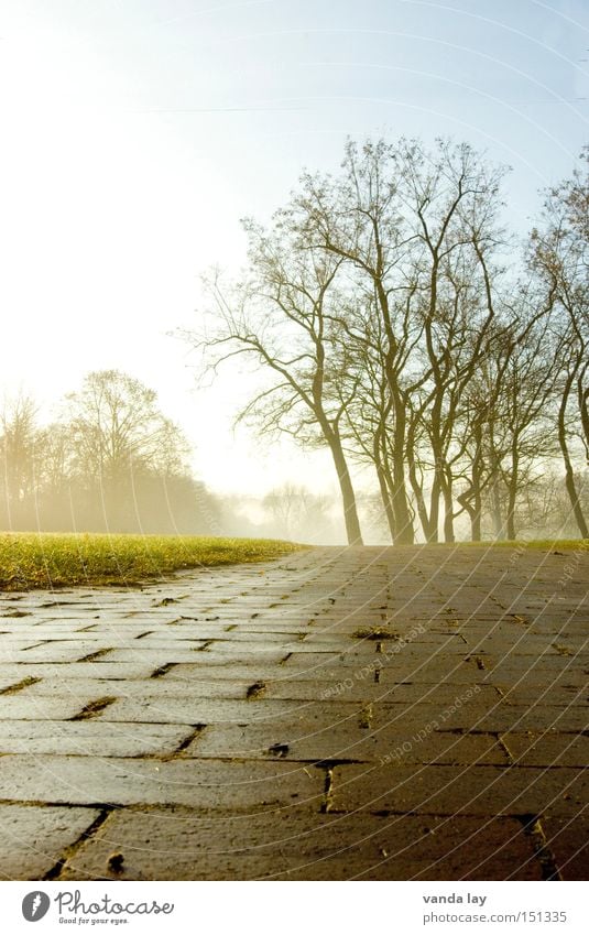 Park II Landscape Tree Meadow Lawn Garden Lanes & trails Autumn Winter Loneliness Nature Fog Brick Boredom