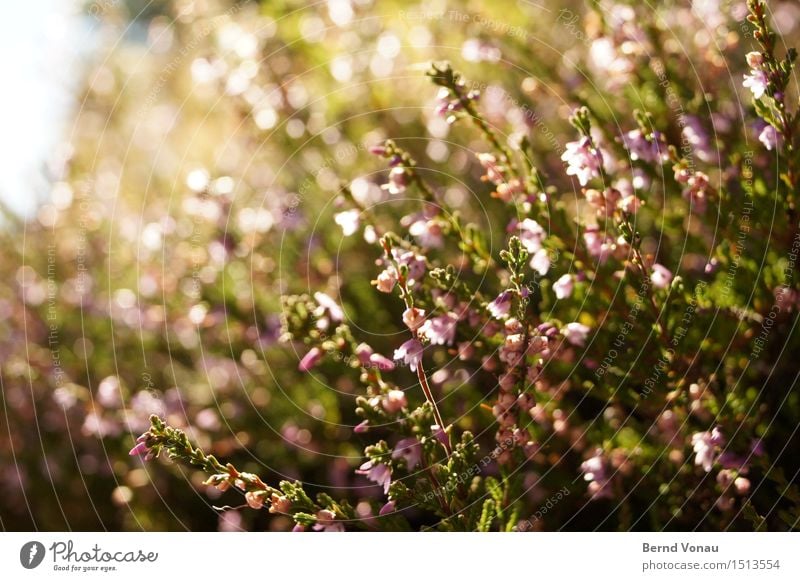 blossom Environment Nature Landscape Plant Flower Leaf Blossom Bright Green Pink Growth Spring Blossoming Reflection Colour photo Exterior shot Deserted Day