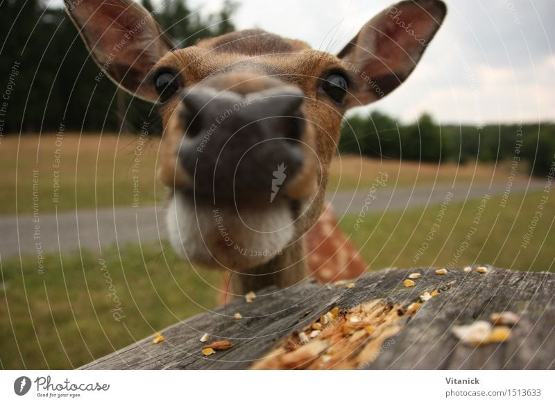 reh Animal Wild animal 1 Discover To feed Feeding Hiking Nature Curiosity Colour photo Exterior shot Deserted Animal portrait Looking into the camera