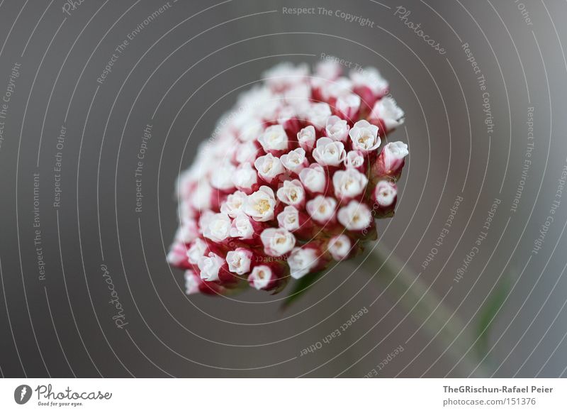 Red on grey Flower Macro (Extreme close-up) Gray Detail Near Blossom Blossoming Beautiful Esthetic Nature