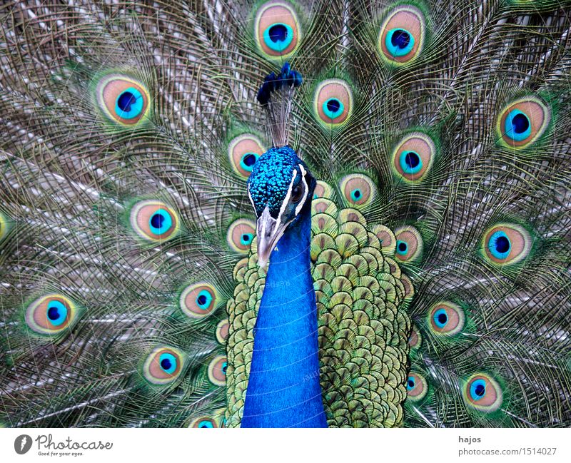 Peacock beats wheel Nature Animal Bird Wing 1 Rutting season Peacock feather Wheel Beat Splendid Multicoloured Colour photo Exterior shot Deserted Day