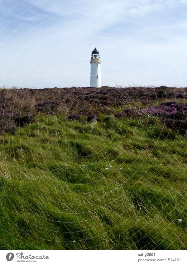 for light on the horizon... Landscape Plant Summer Grass Heather family Mountain heather Meadow Hill Coast Lighthouse Illuminate Serene Calm Adventure