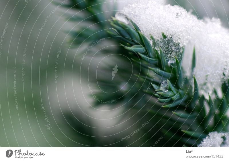 bitter Close-up Macro (Extreme close-up) Blur Winter Snow Ice Frost Cold Green White Fir tree Twig Weight Frozen