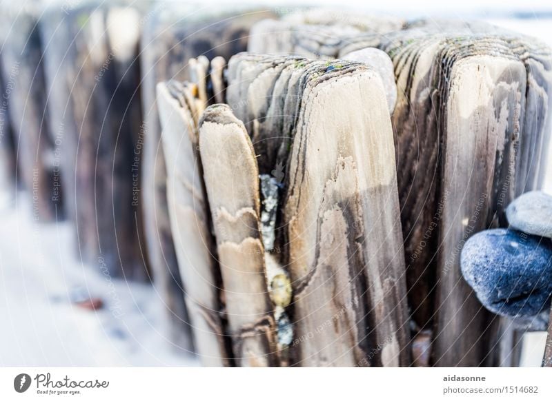 groynes Nature Landscape Winter Baltic Sea Attentive Caution Calm Wooden stake Stone Pebble Beach Mecklenburg-Western Pomerania Colour photo Exterior shot Day