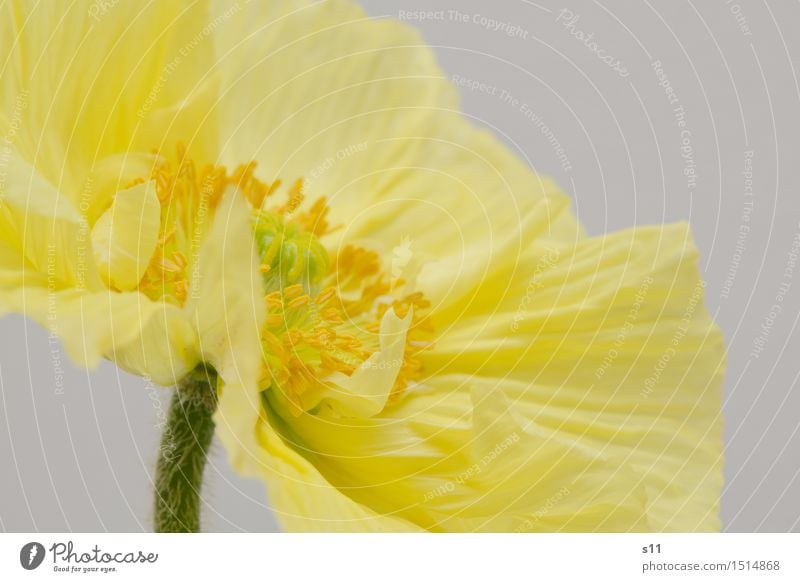 Yellow poppy II Plant Spring Flower Blossom Poppy Blossoming Fragrance Illuminate Thin Elegant Happiness Beautiful Gold Joy Happy Spring fever Warm-heartedness