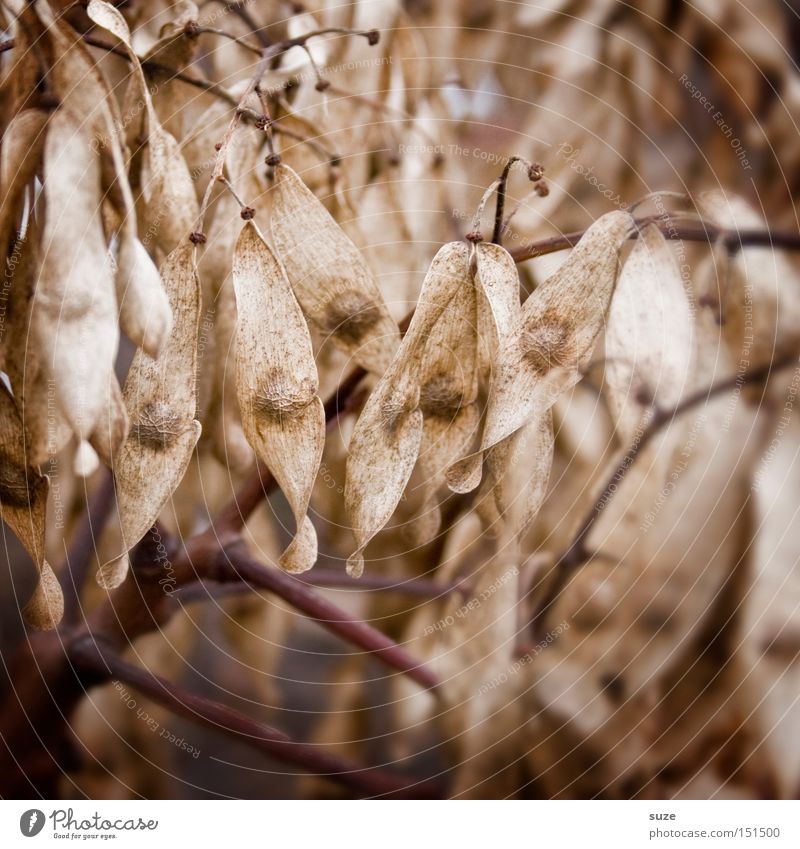 autumn noses Alternative medicine Environment Nature Autumn Old Dry Brown Moody Sadness Concern Grief Death Decline Transience Branch Lime tree Dried Shriveled