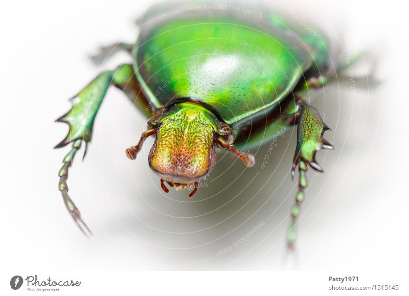 rose chafer Beetle Rose beetle 1 Animal Crawl Glittering Green Bizarre Nature Dazzling Glimmer Colour photo Macro (Extreme close-up) Portrait photograph