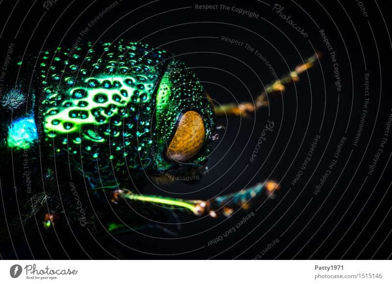 jewel beetle Beetle buprestidae 1 Animal Crawl Glittering Green Bizarre Nature Dazzling Glimmer Asia Colour photo Macro (Extreme close-up) Animal portrait