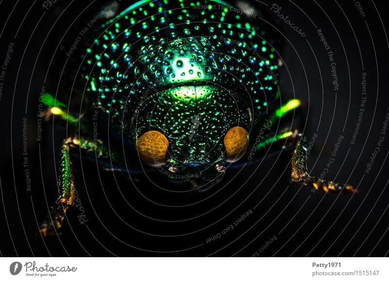 jewel beetle Beetle splendid chafer buprestidae 1 Animal Crawl Glittering Green Bizarre Nature Glimmer Dazzling Asia Colour photo Macro (Extreme close-up)