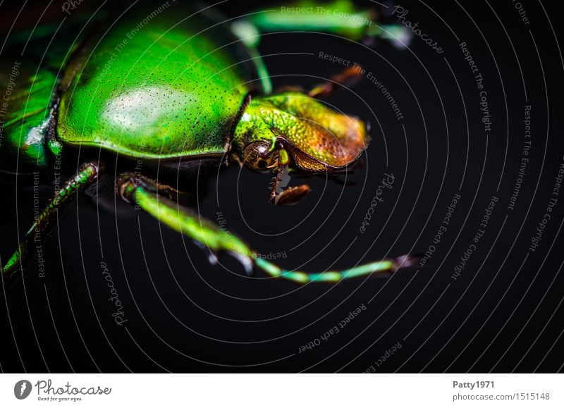 rose chafer Beetle Rose beetle Protaetia aeruginosa 1 Animal Crawl Glittering Green Bizarre Nature Dazzling Glimmer Colour photo Macro (Extreme close-up)