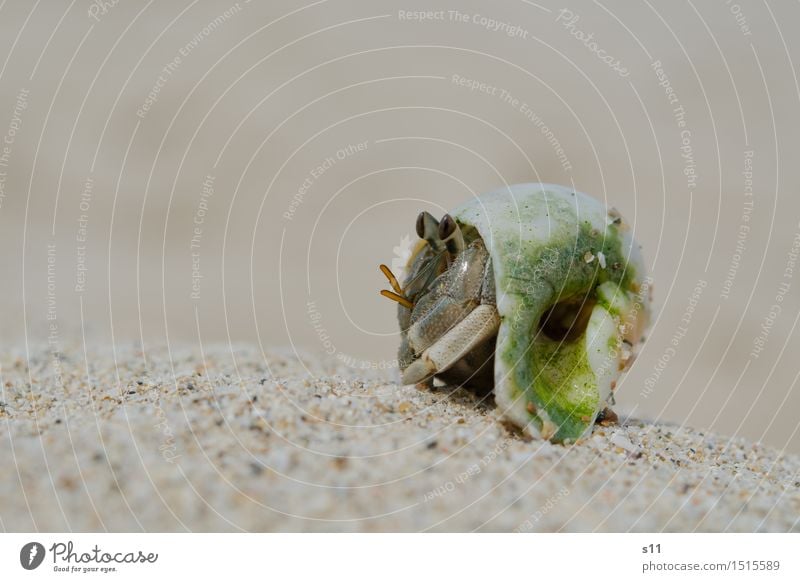 crab Animal Wild animal Animal face Shellfish Feeler Goggle eyed Eyes Snail shell 1 Observe To enjoy Watchfulness Attentive Caution Sunbathing Sand Beach Heat