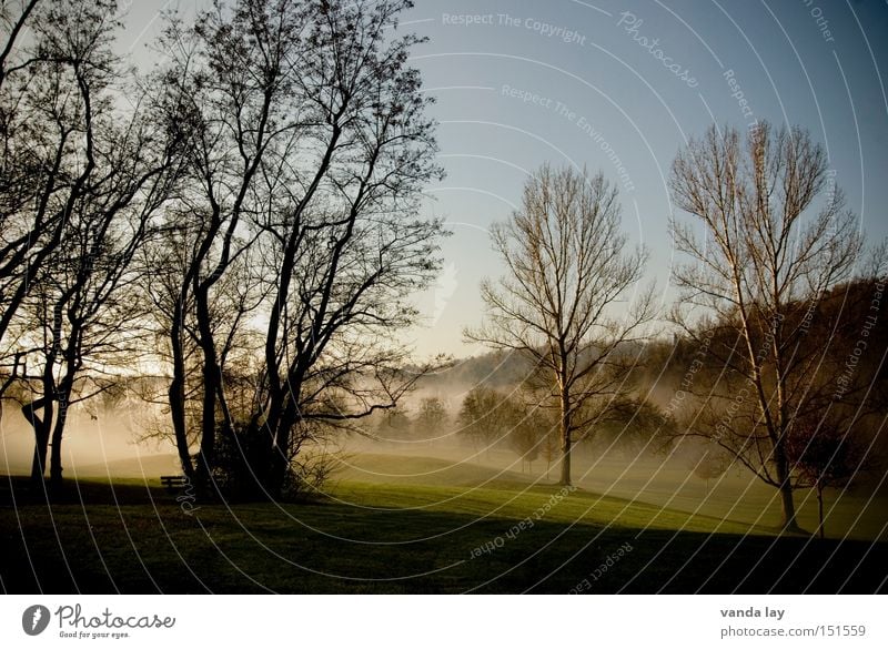 Park III Landscape Tree Meadow Lawn Shadow Autumn Winter Loneliness Nature Fog Moody Morning