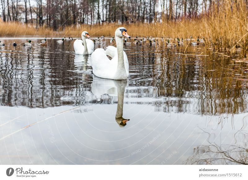 swans Animal Wild animal Swan 2 Elegant Friendliness Wet White millpond Pond Lake Rostock Mecklenburg-Western Pomerania German Couple Duck birds reed