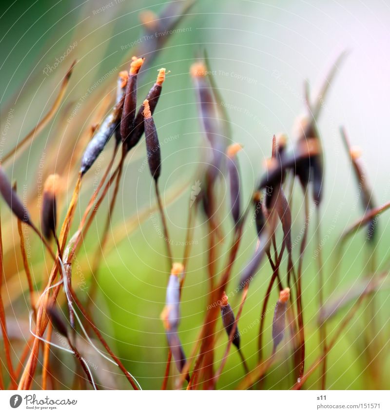 moss forest Spore Seed Plant Damp Macro (Extreme close-up) Multicoloured Delicate Close-up Beautiful Detail Floor covering Lamp Irritation