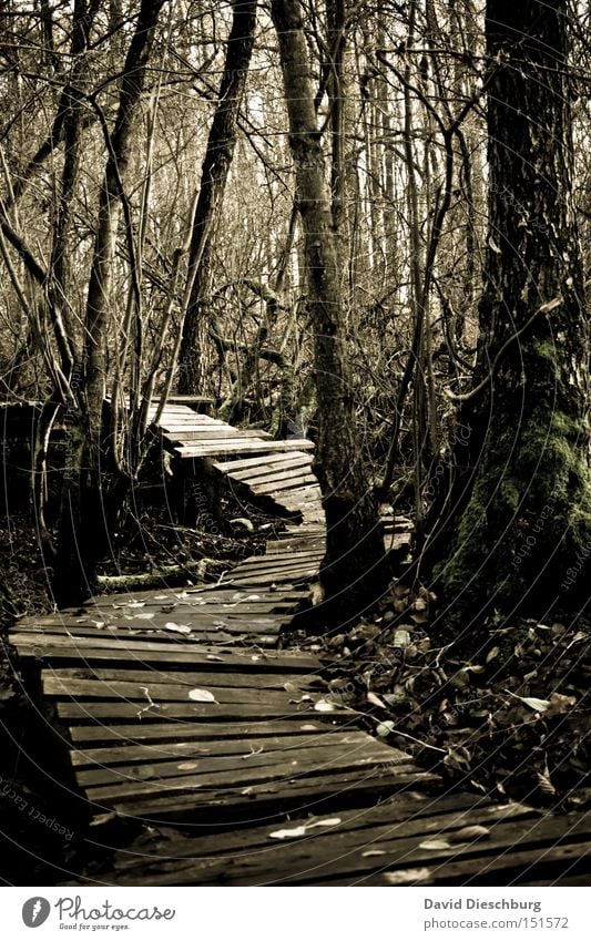 Way to the witch house Colour photo Exterior shot Evening Twilight Light Shadow Contrast Central perspective Nature Plant Autumn Storm Tree Leaf Forest