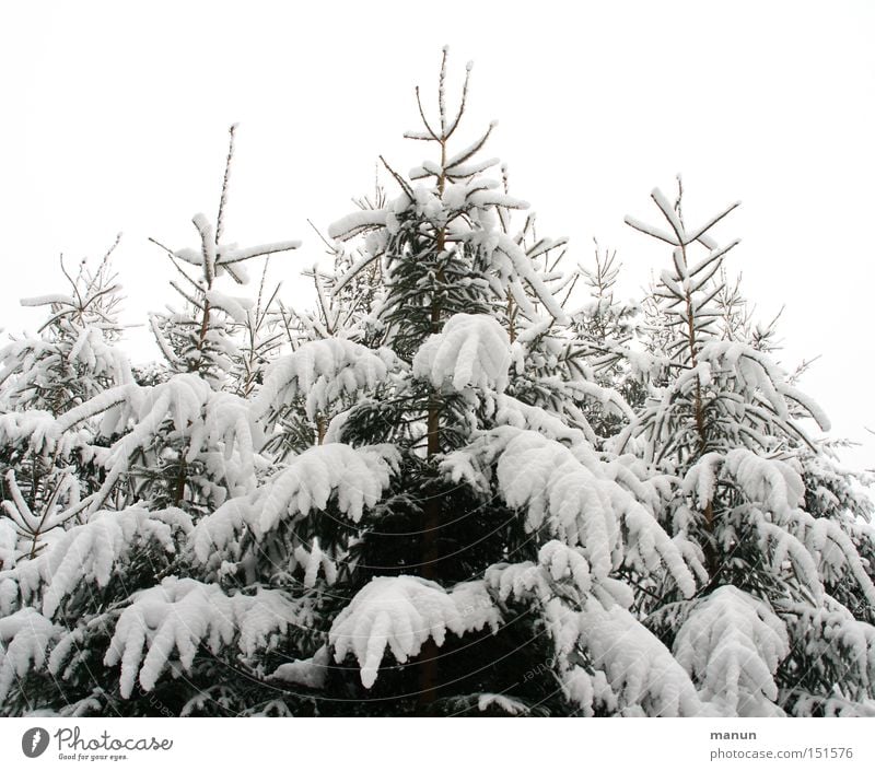 winter top Exterior shot Copy Space top Morning Day Contrast Central perspective Long shot Design Senses Relaxation Calm Winter Snow Winter vacation