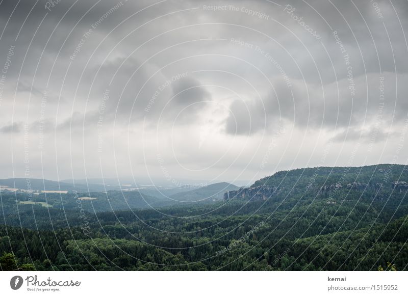 Rocks and forest Trip Adventure Far-off places Freedom Environment Nature Landscape Sky Clouds Summer Bad weather Tree Forest Peak Saxon Switzerland