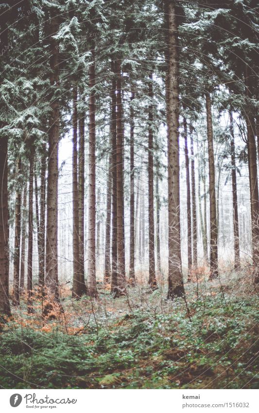 cold forest Environment Nature Landscape Plant Winter Ice Frost Snow Tree Forest Fresh Cold Brown Green Calm icily Gloomy forest solitude Colour photo