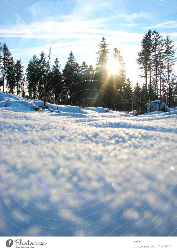 4th season Winter Snow Forest Fir tree Winter forest Sky Sun Cold jarts