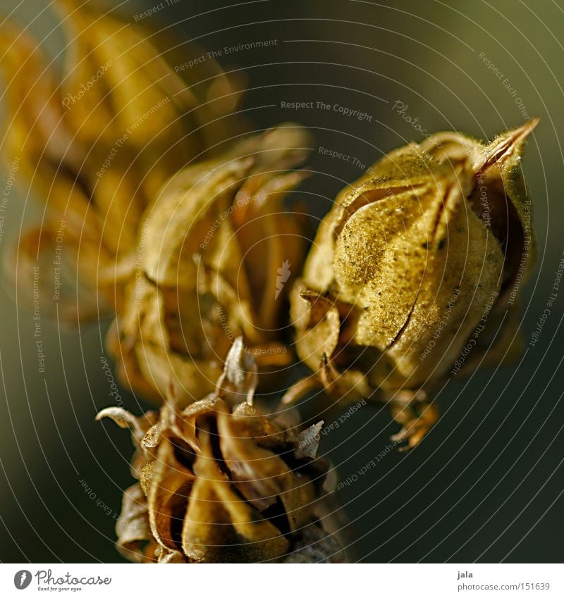 quatro Plant Winter Dried Shriveled Dried flower Bud Leaf bud Blossom Macro (Extreme close-up) Close-up Detail Nature Park