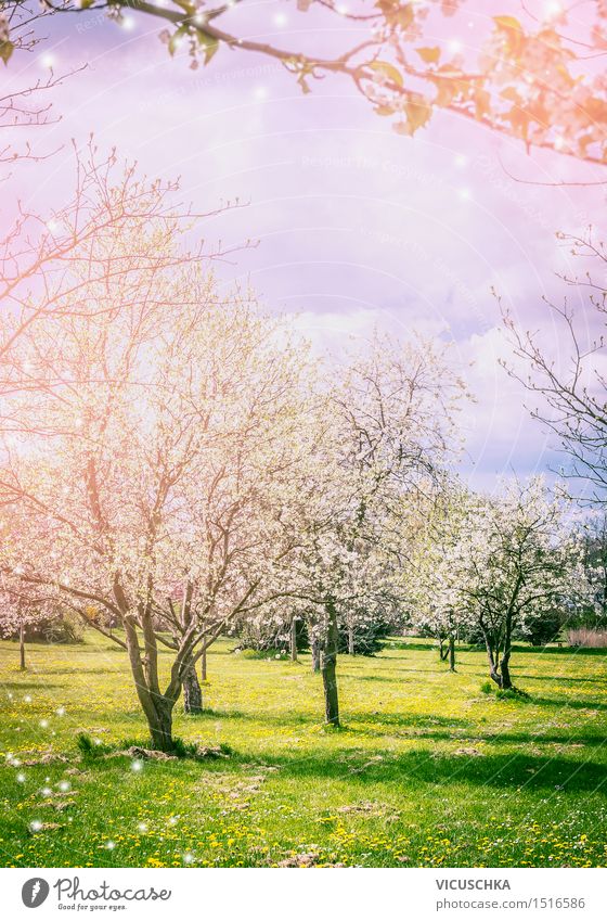 Spring garden or park with flower trees Design Summer Garden Nature Landscape Plant Sunlight Beautiful weather Park Blossoming Yellow Fragrance Spring fever