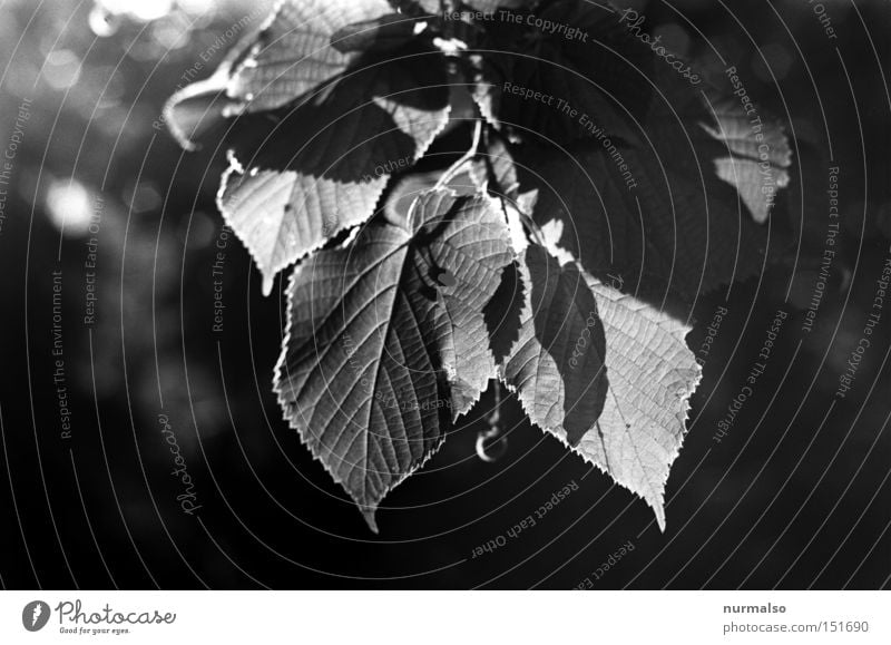 Mono Leaf Thrush Tree Analog Light Halo Edge Structures and shapes Beech tree Autumn Park Flat (apartment) Potsdam Emotions 25ASA Orthochromatic