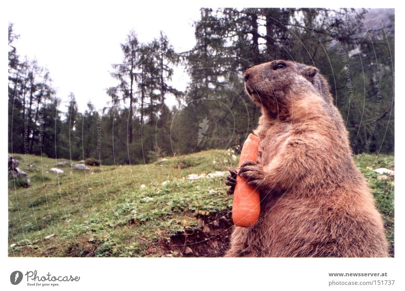 Toni Möhrwald Mountain Marmot Animal Carrot Dachstein mountains Alpine pasture Nature Vacation & Travel Hiking Mountaineering Forest Meadow Clearing Vegetable