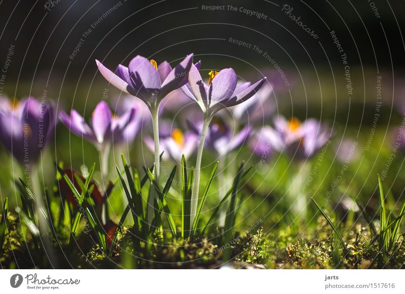 spring Plant Spring Beautiful weather Flower Blossom Foliage plant Park Blossoming Bright Natural Spring fever Serene Calm Hope Nature Crocus Colour photo