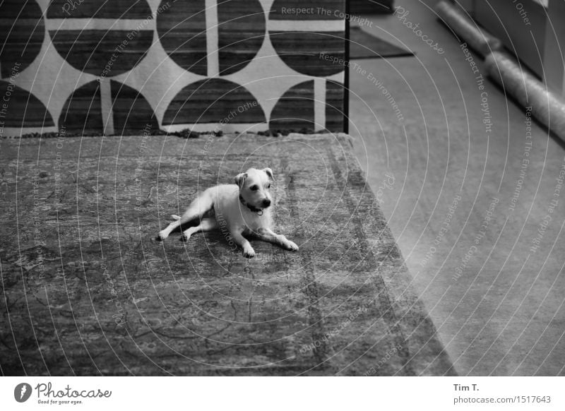 carpet shop Berlin Animal Pet Dog 1 Ease Carpet Store premises Black & white photo Exterior shot Interior shot Deserted Copy Space right Copy Space bottom Day