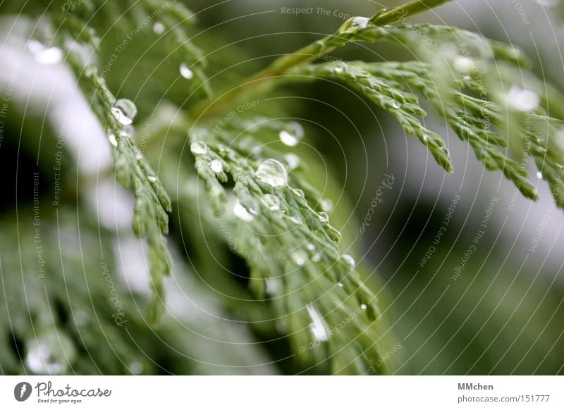 icily Drops of water Water Ice Winter Thaw Firm Fluid Weather Green Park