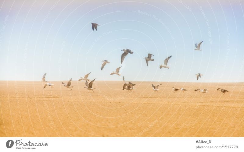 Seagulls on sand flying away Environment Nature Landscape Sand Sky Hill Coast Beach Animal Wild animal Bird Swan Group of animals Flock Exceptional Blue Brown