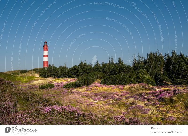 Amrum / Lighthouse Island North Sea North Sea Islands Dune Beach dune Heathland Tree Copy Space top Sky Cloudless sky Blue Sun Summer Vacation & Travel Warmth