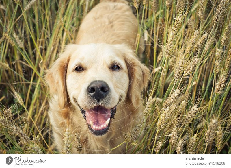 Golden retriever smiling at camera Joy Freedom Environment Nature Plant Pet Dog To enjoy Smiling Funny Cute Wild Golden Retriever Labrador Healthy Field Wheat