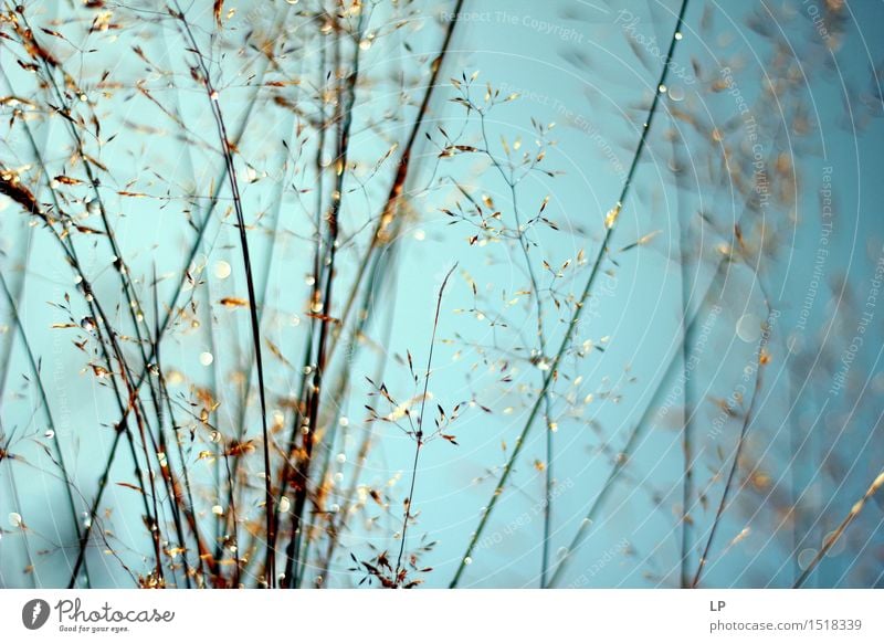 Silhouettes of wild flowers and grass Environment Nature Spring Summer Autumn Beautiful weather Rain Plant Grass Wild plant Garden Park Meadow Field Forest